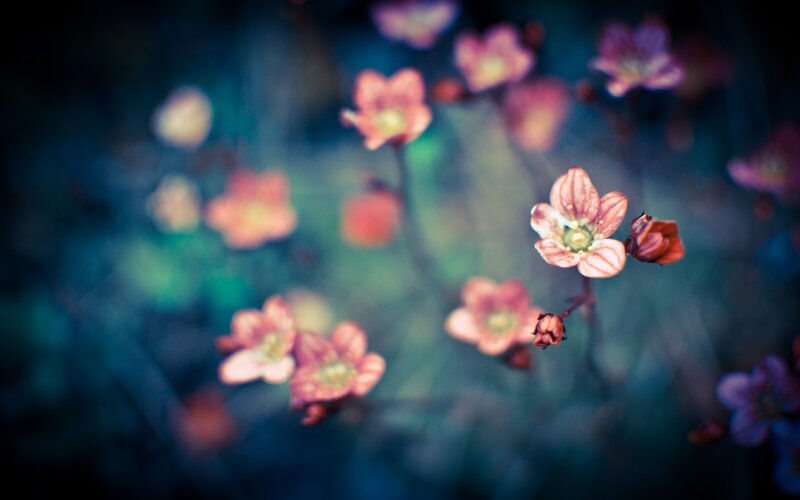 Soft-focus pink flowers