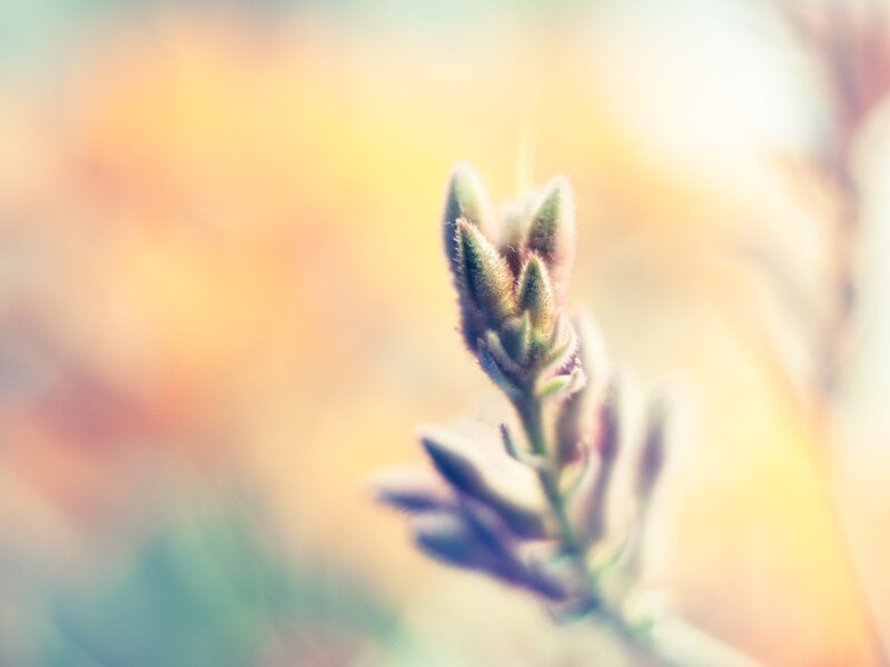 Soft-focus plant bud