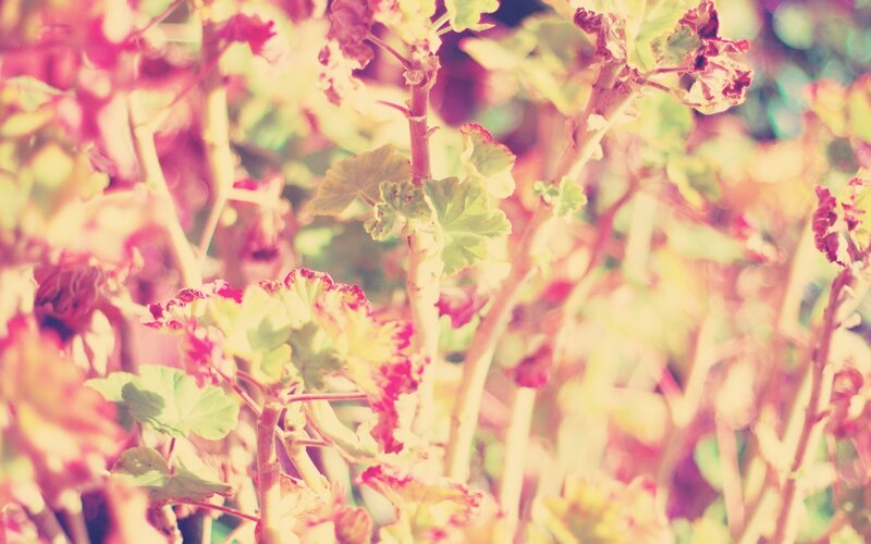 soft-focus plant foliage