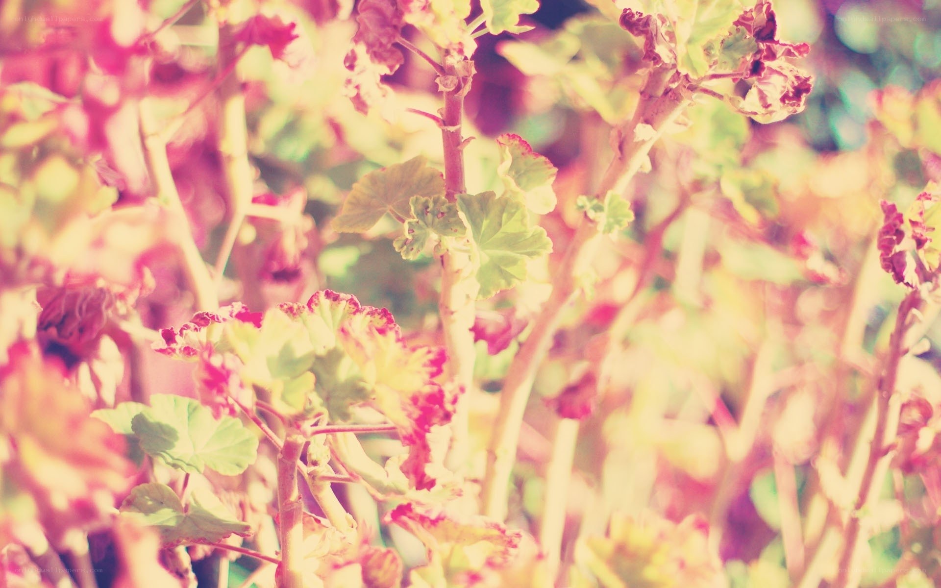 soft-focus plant foliage