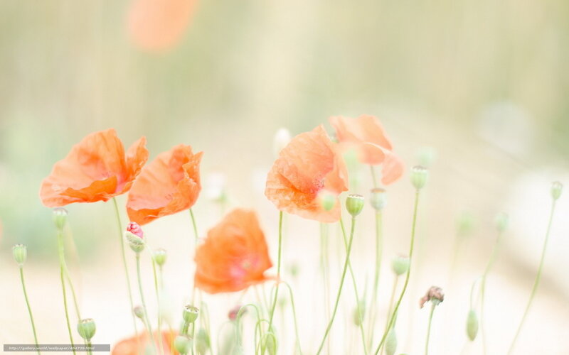 Soft-focus poppy flowers