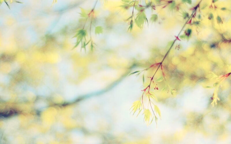 soft focus spring leaves
