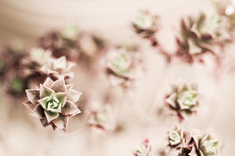 Soft-focus succulent plants