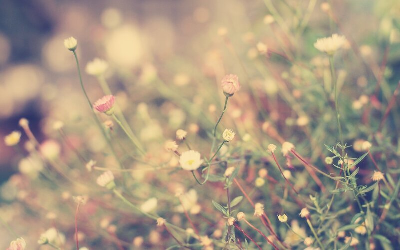 Soft focus wildflowers in bloom
