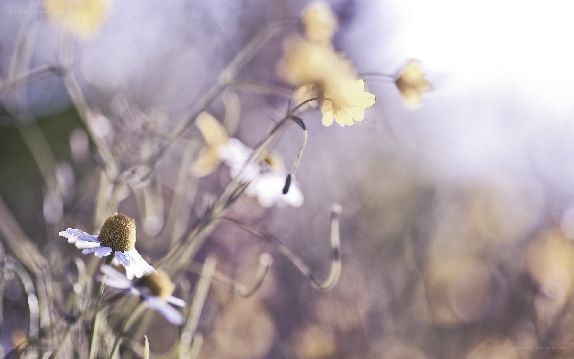 Soft focus wildflowers in sunlight