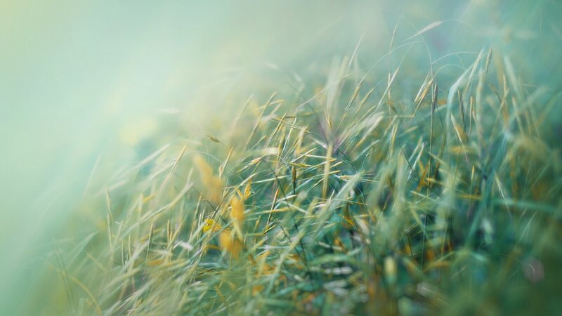 Soft grass in morning light
