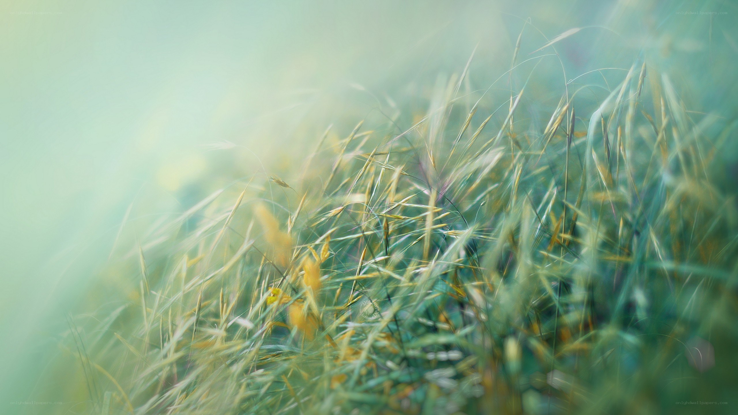Soft grass in morning light