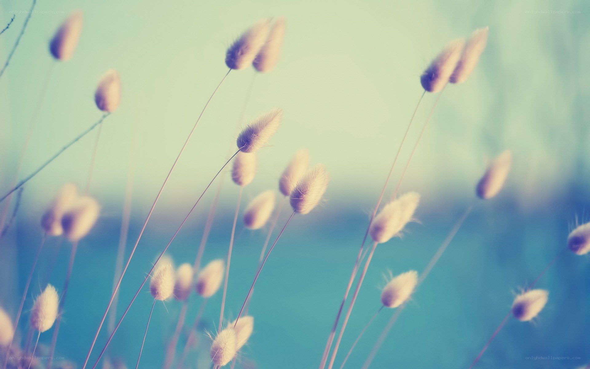 Soft grasses in a dreamy field