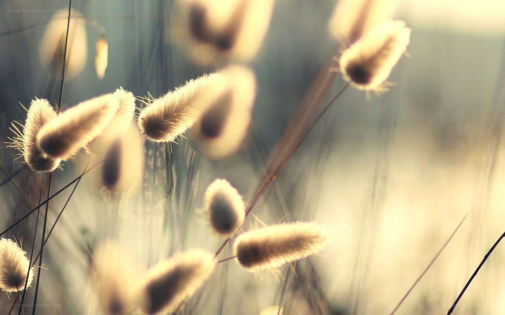 Soft grasses in golden light