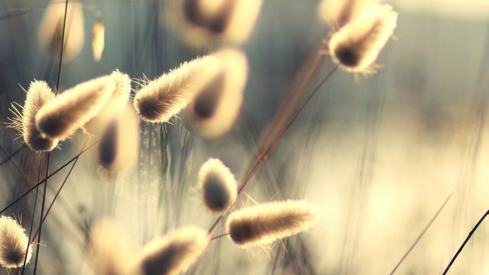 soft grasses in golden light
