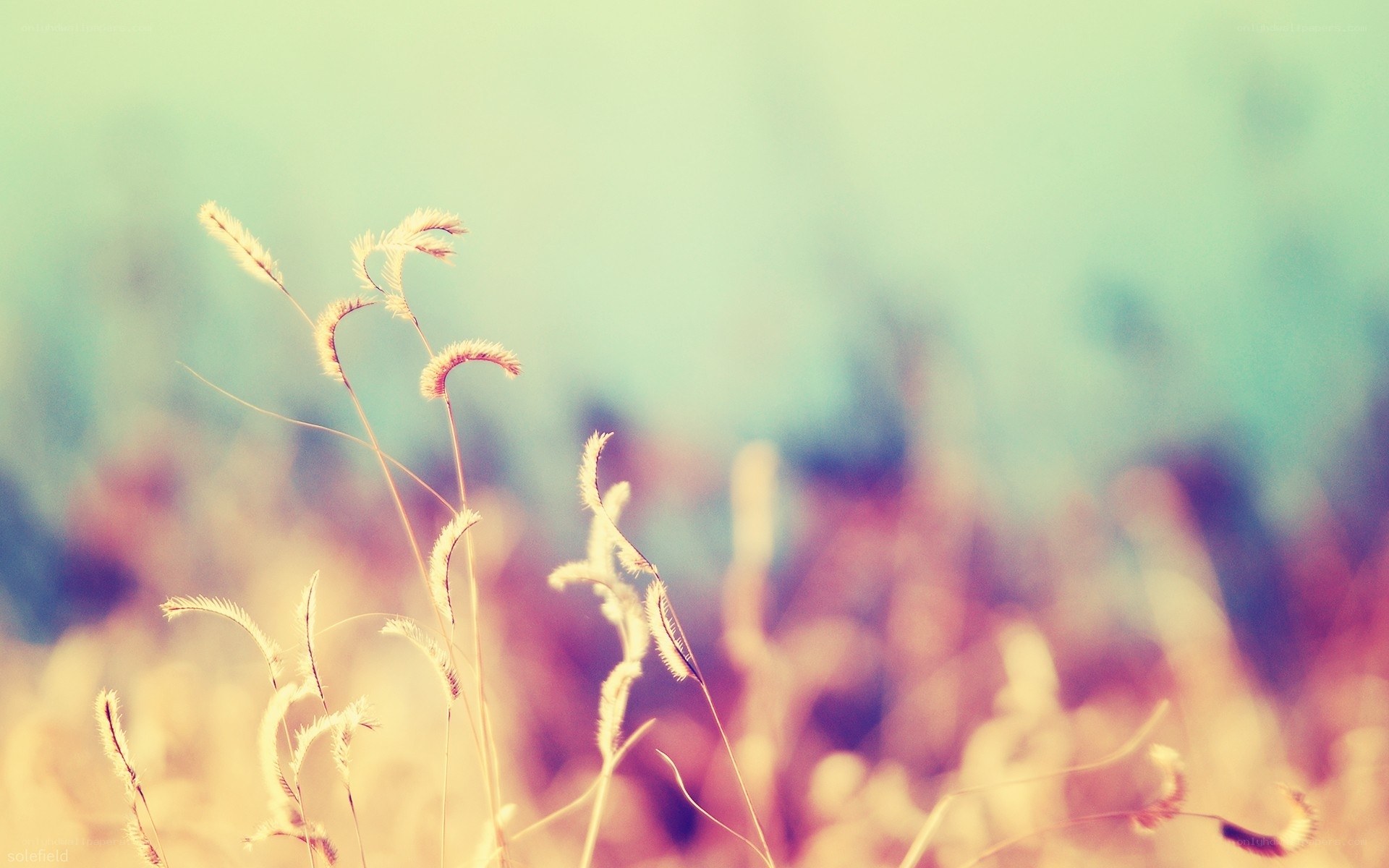Soft grasses in golden light