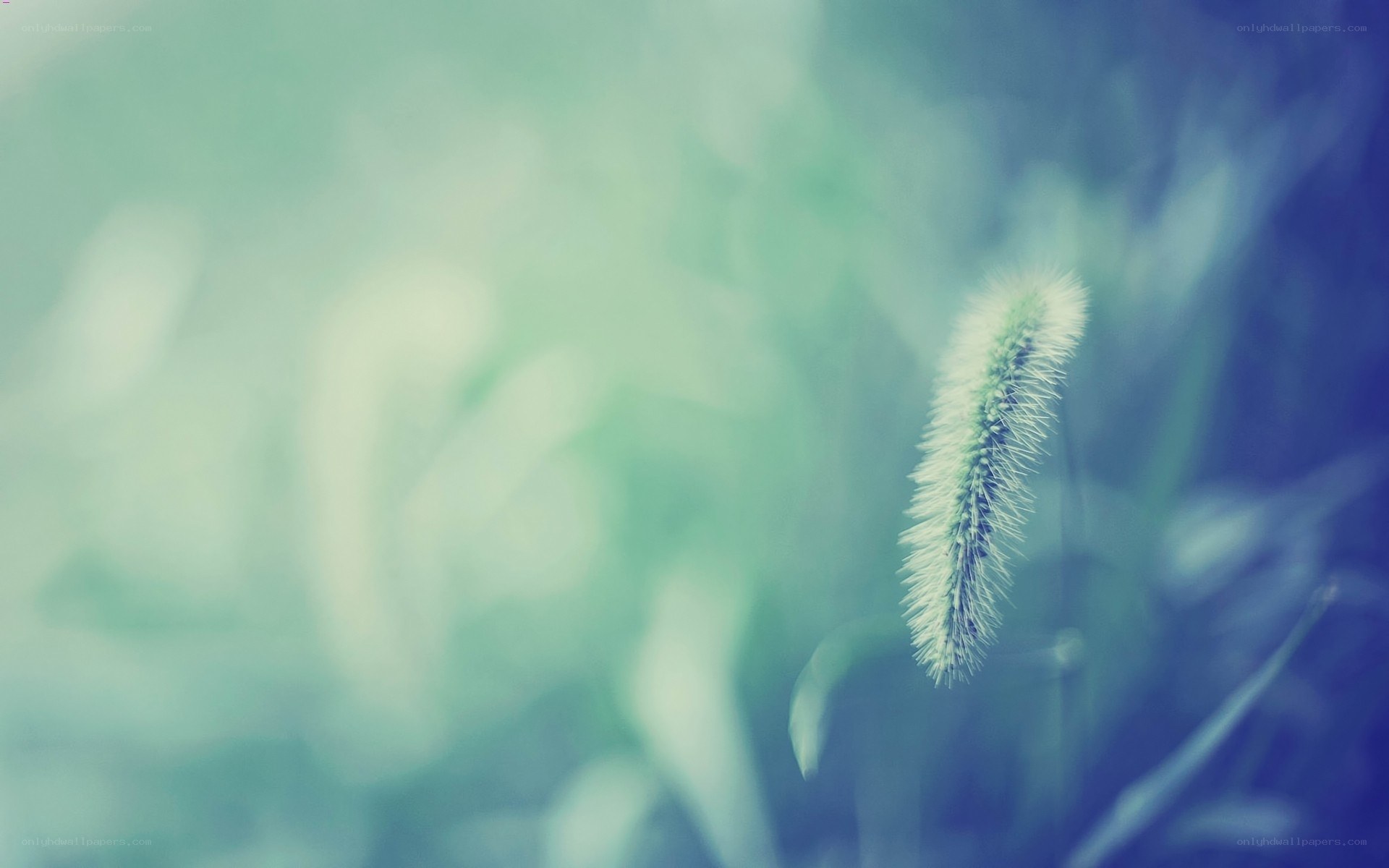 Soft green plant in focus