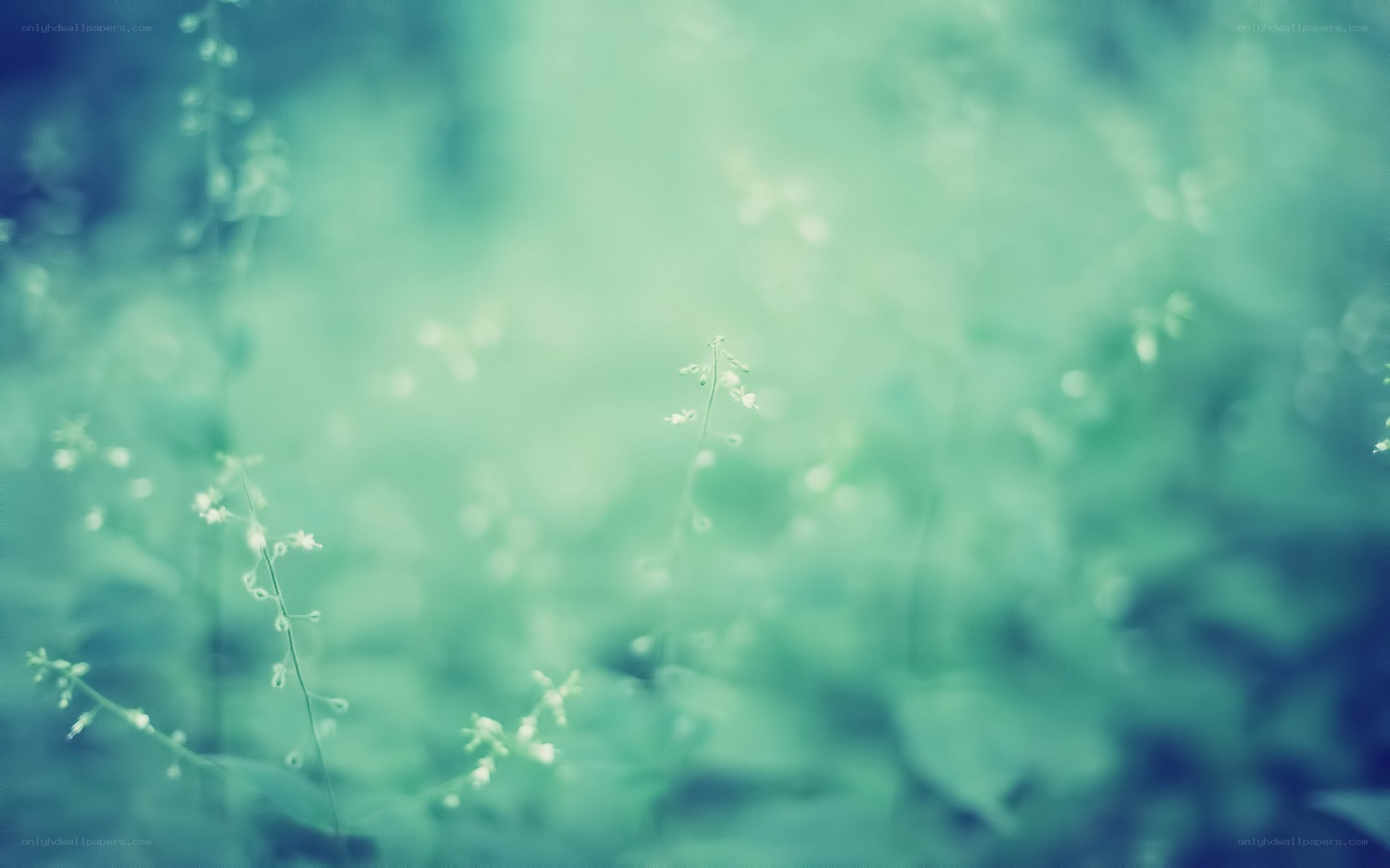 soft green plants in focus