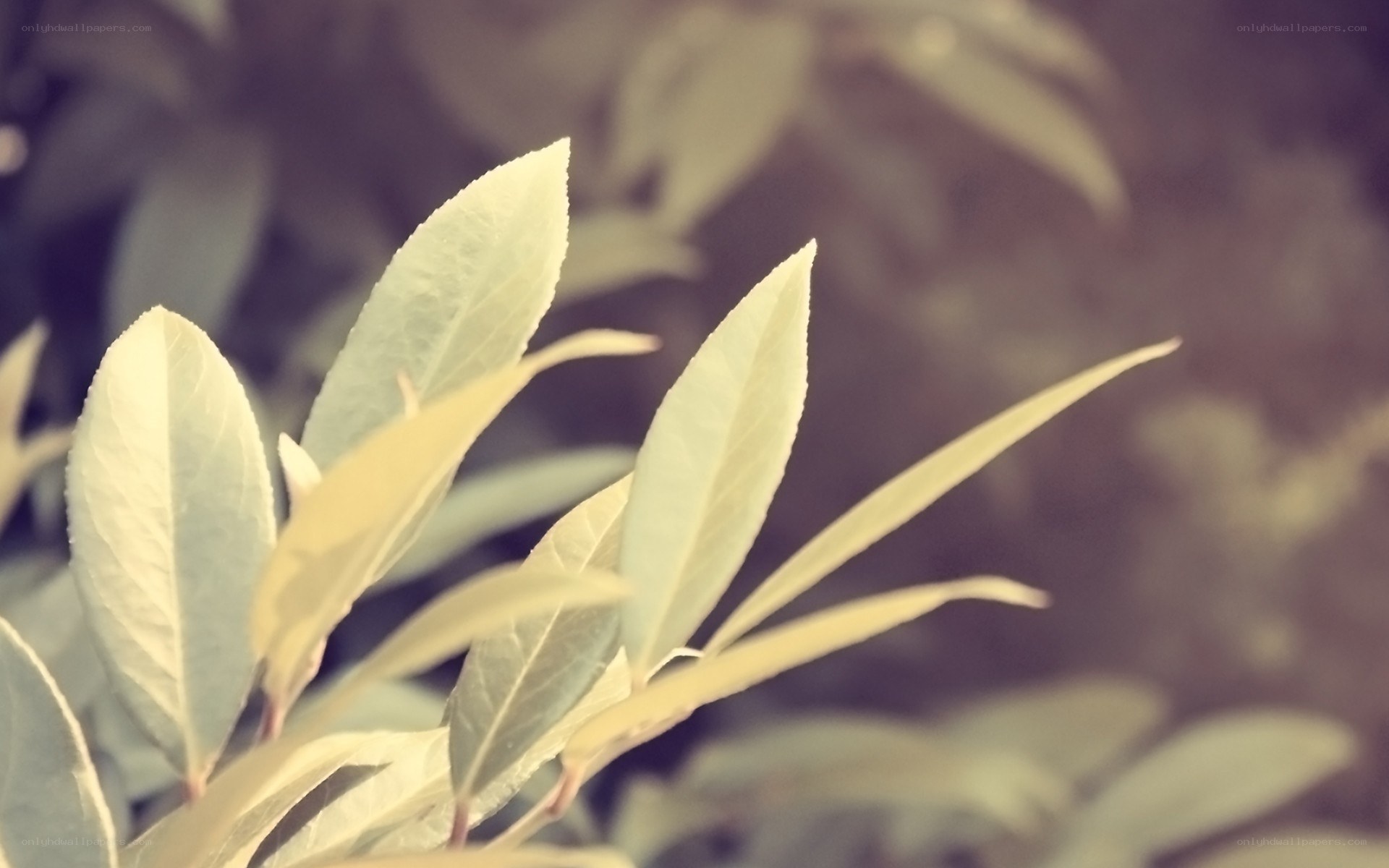 soft leaves in sunlight