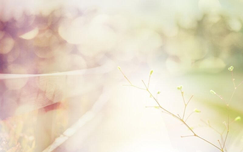 Soft light on green sprigs
