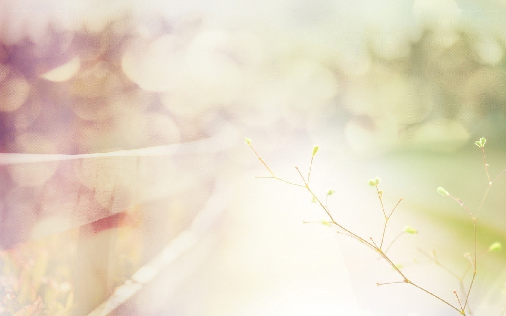Soft light on green sprigs