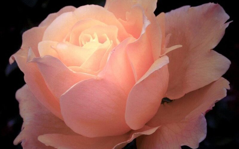 soft peach rose bloom