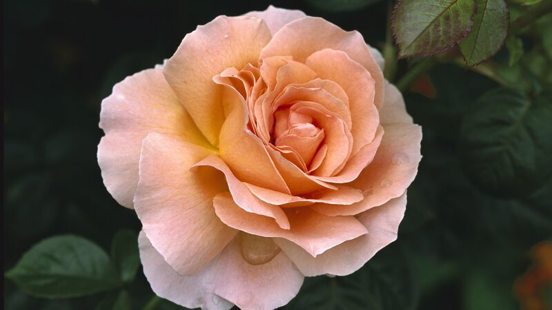 soft peach rose bloom