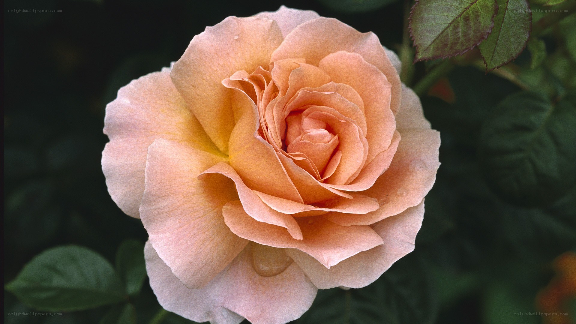 soft peach rose bloom