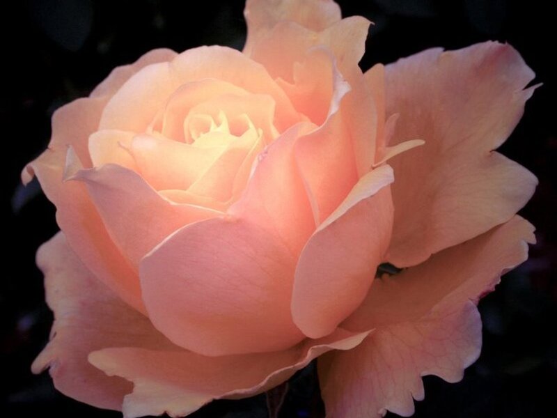 soft peach rose in bloom