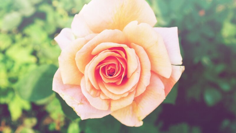 soft peach rose in bloom