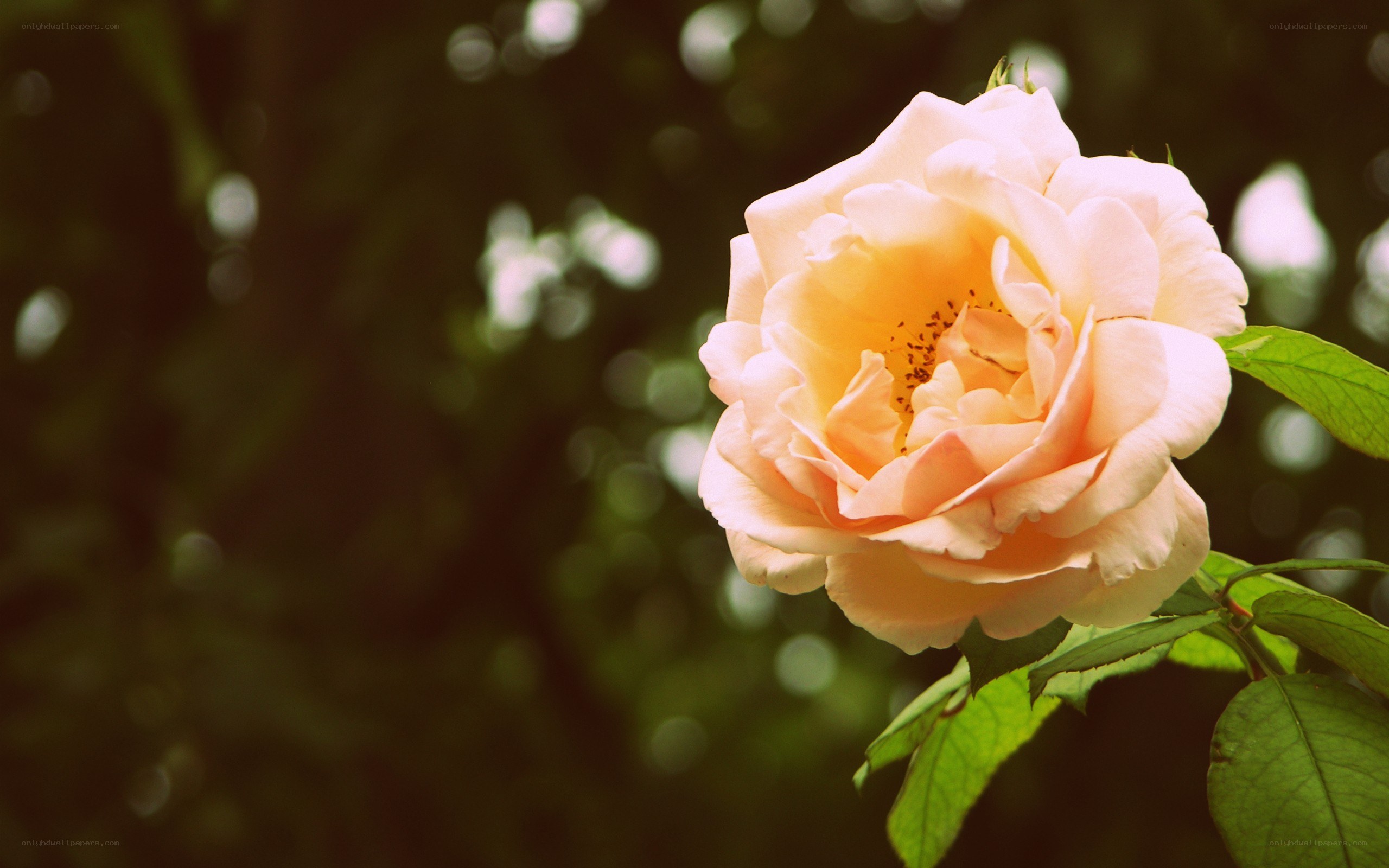 soft peach rose in garden