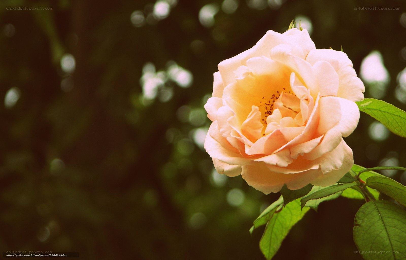 Soft peach rose in garden