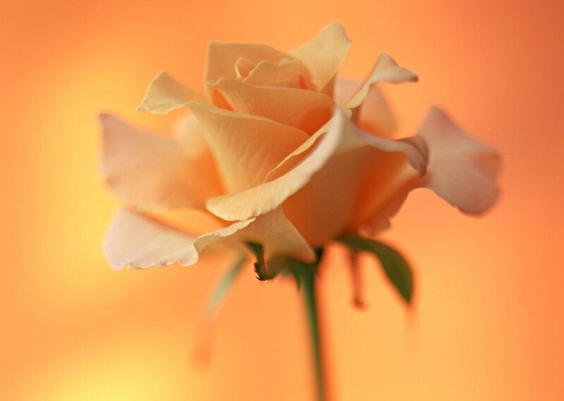 soft peach rose in warm light