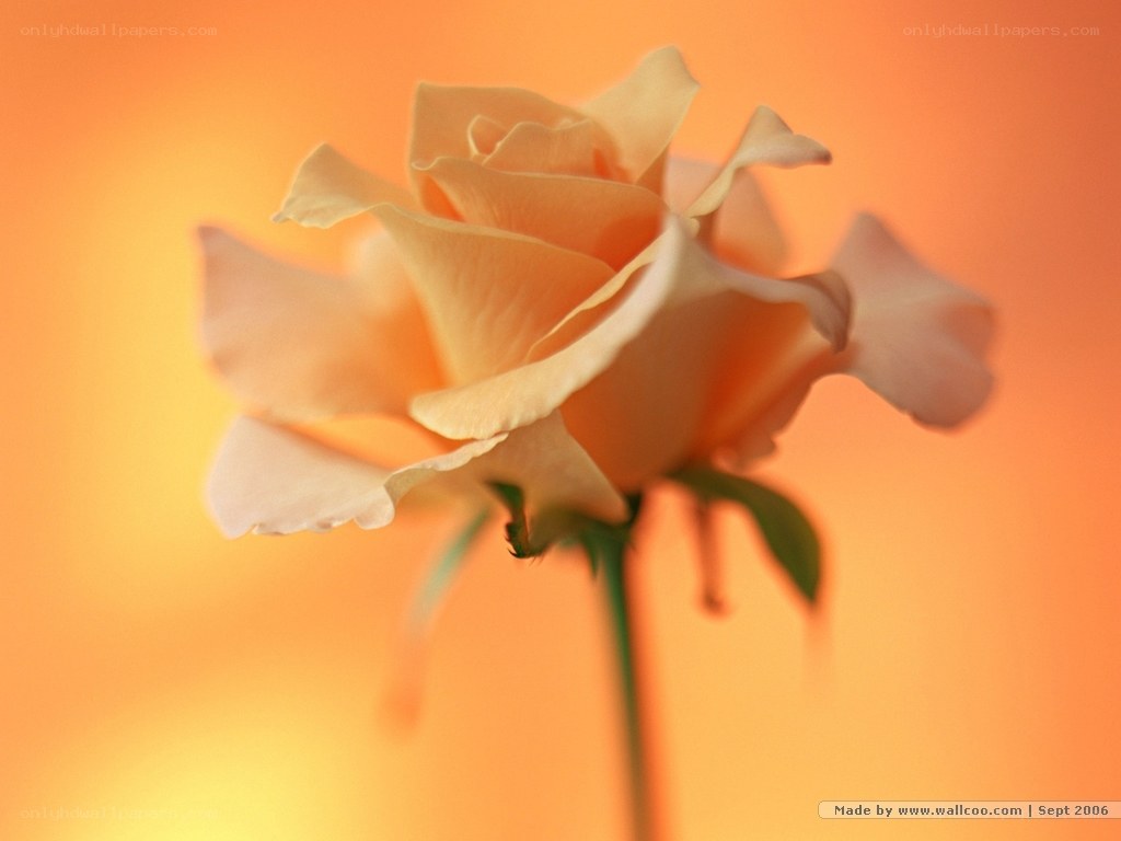 soft peach rose on orange