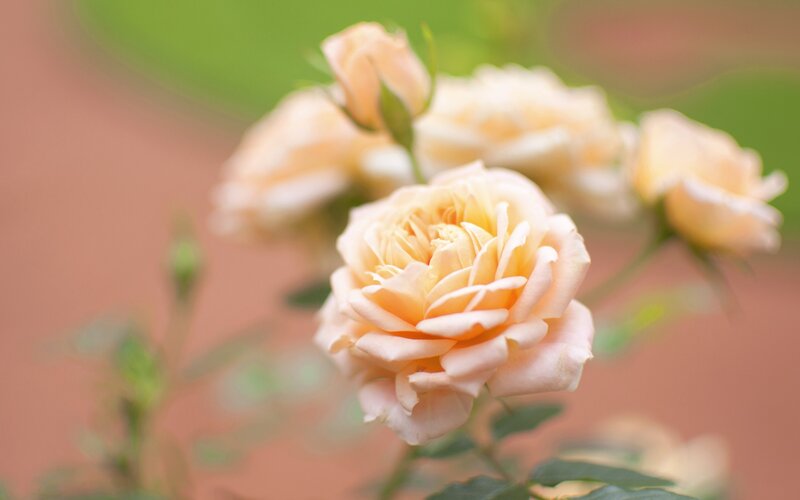 soft peach roses in bloom