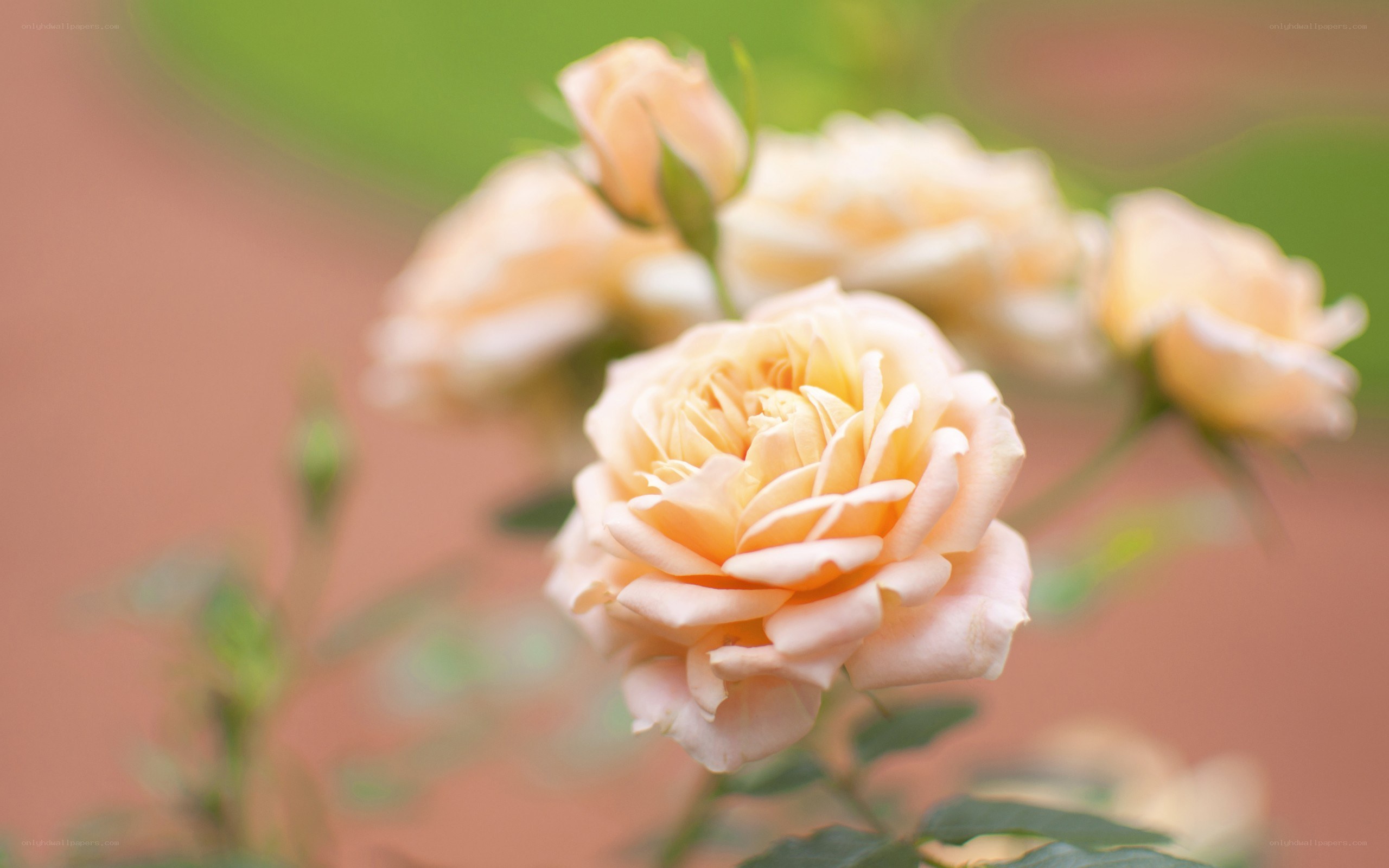 soft peach roses in bloom
