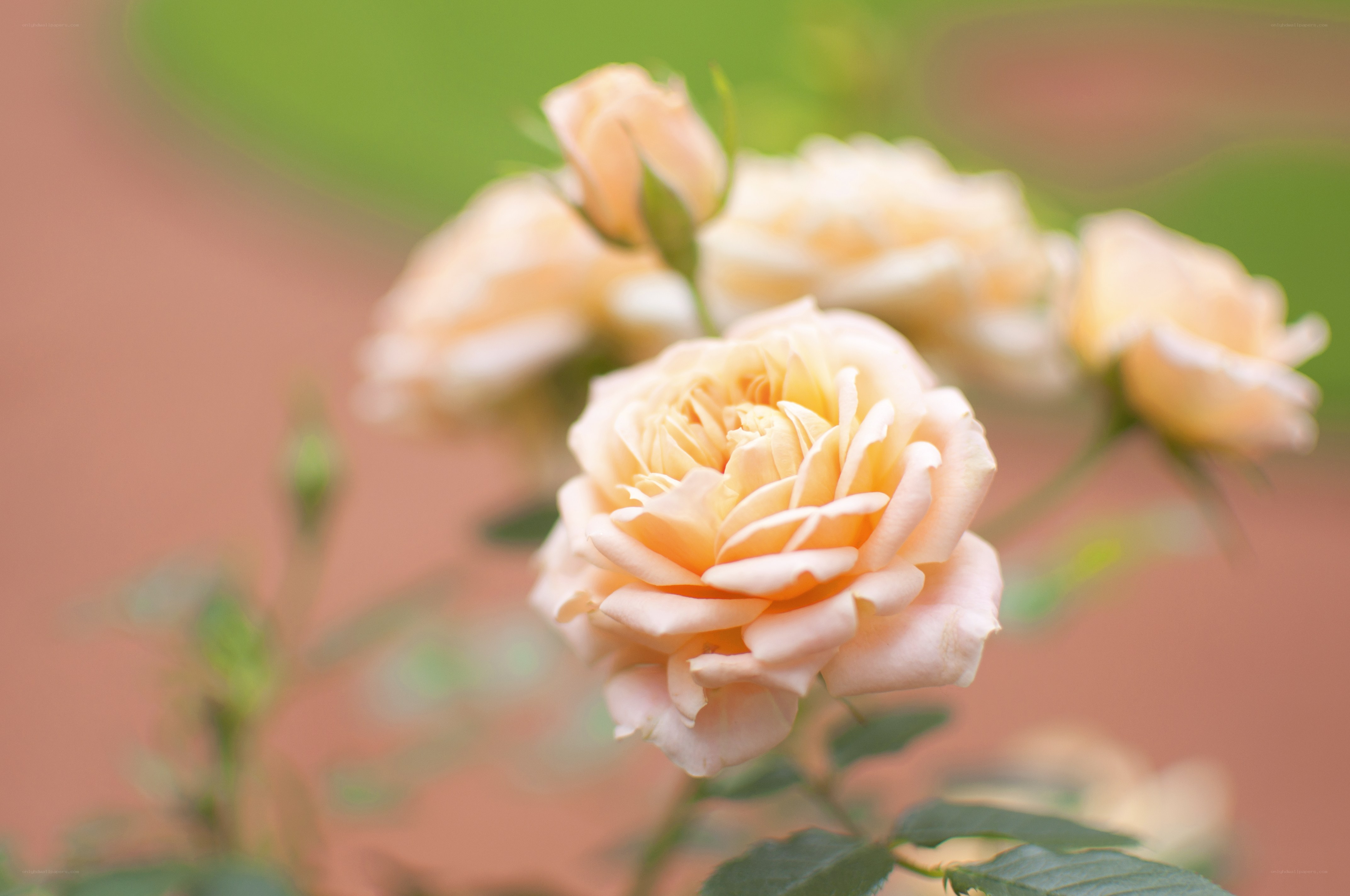 Soft peach roses in bloom