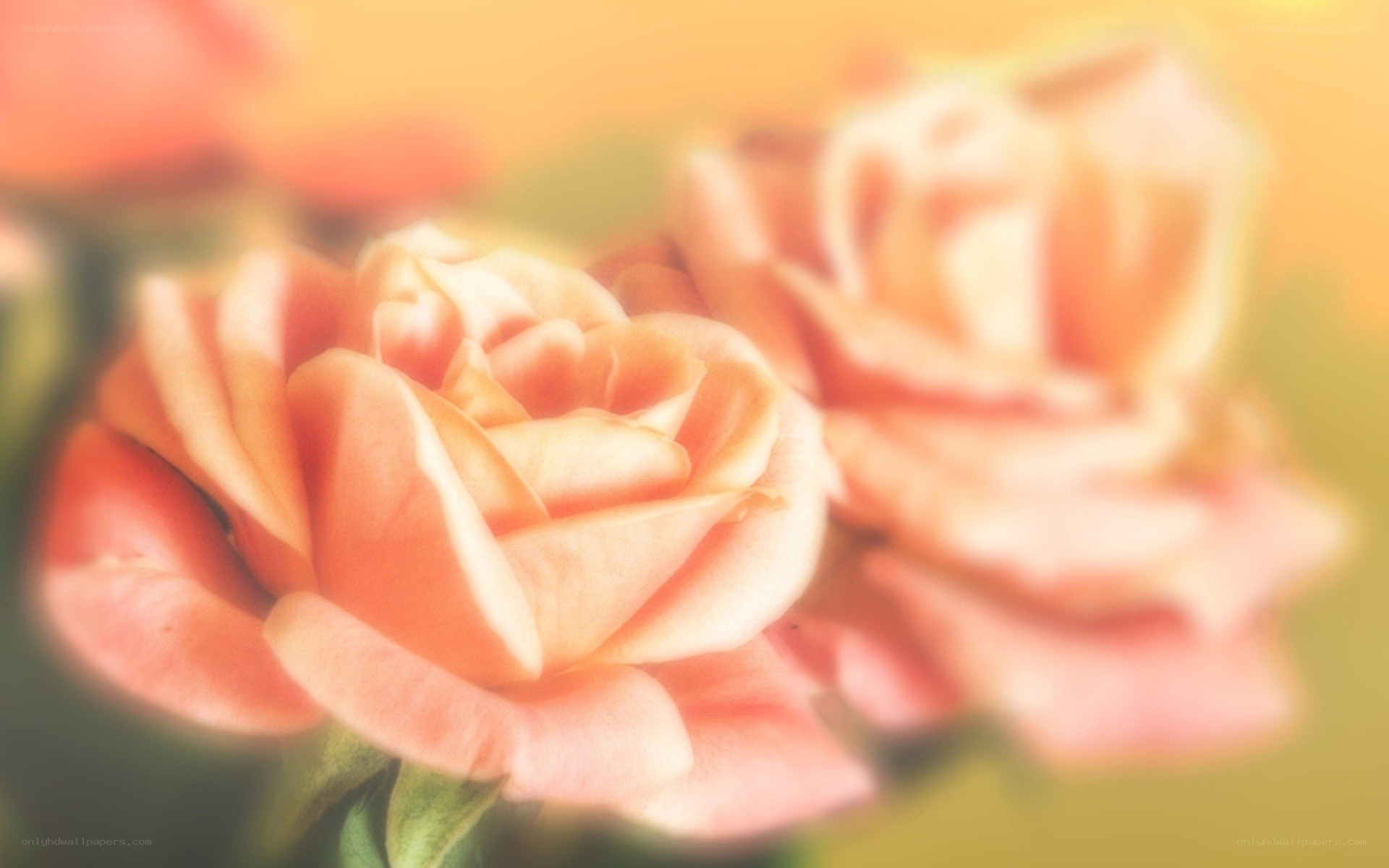 soft peach roses in focus