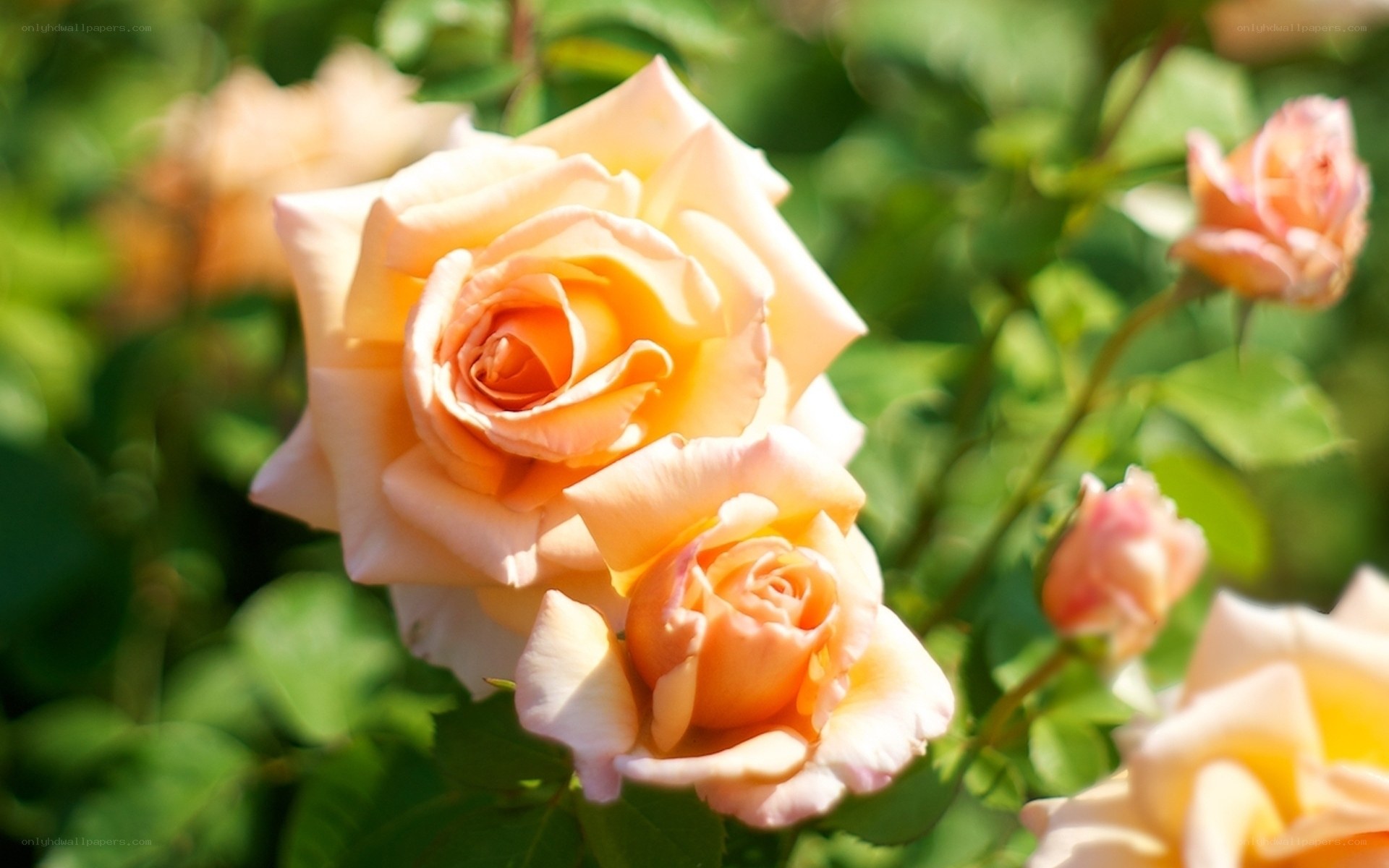 Soft peach roses in sunlight
