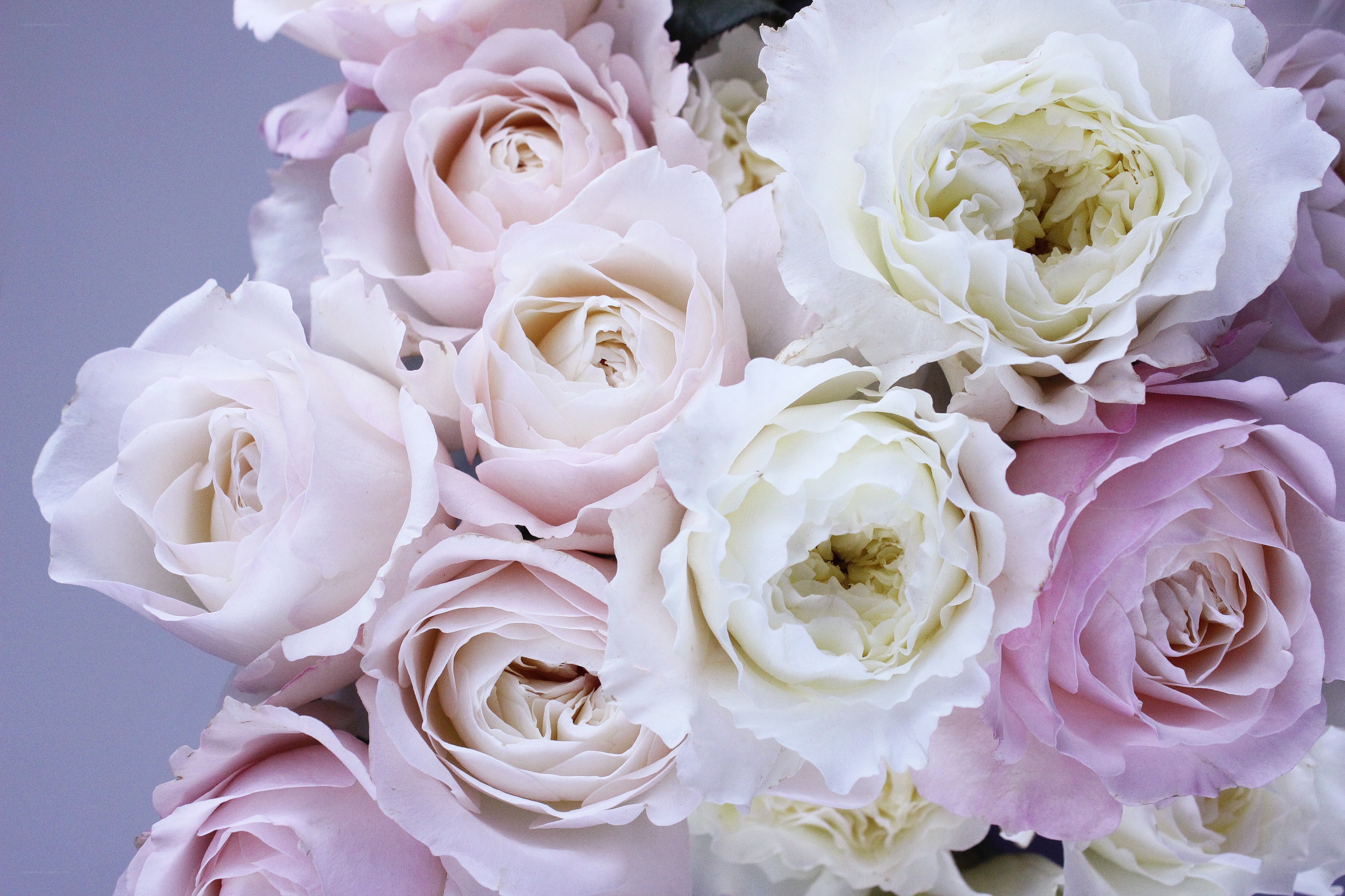 Soft pink and white roses