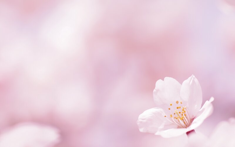 soft pink cherry blossom