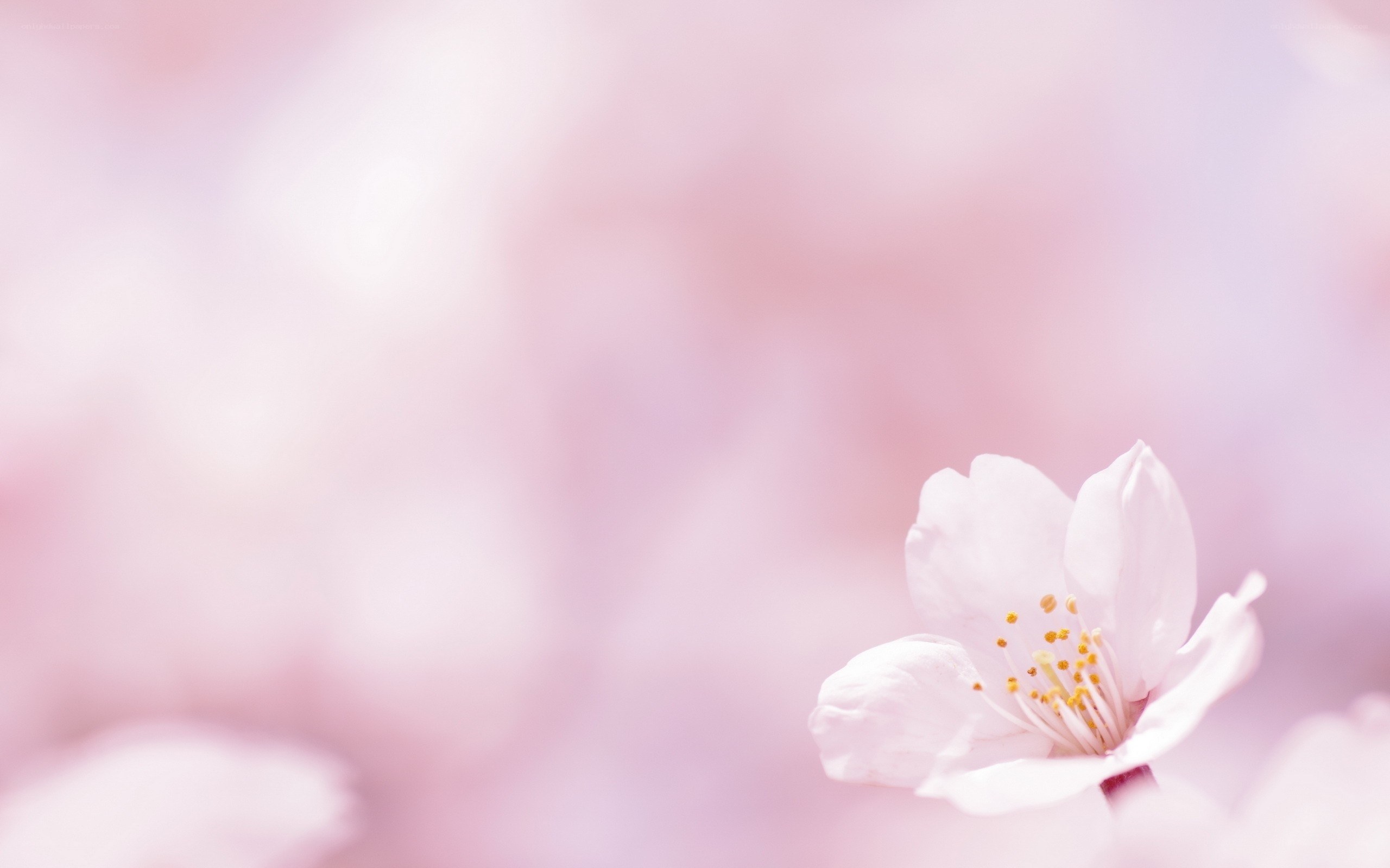 soft pink cherry blossom