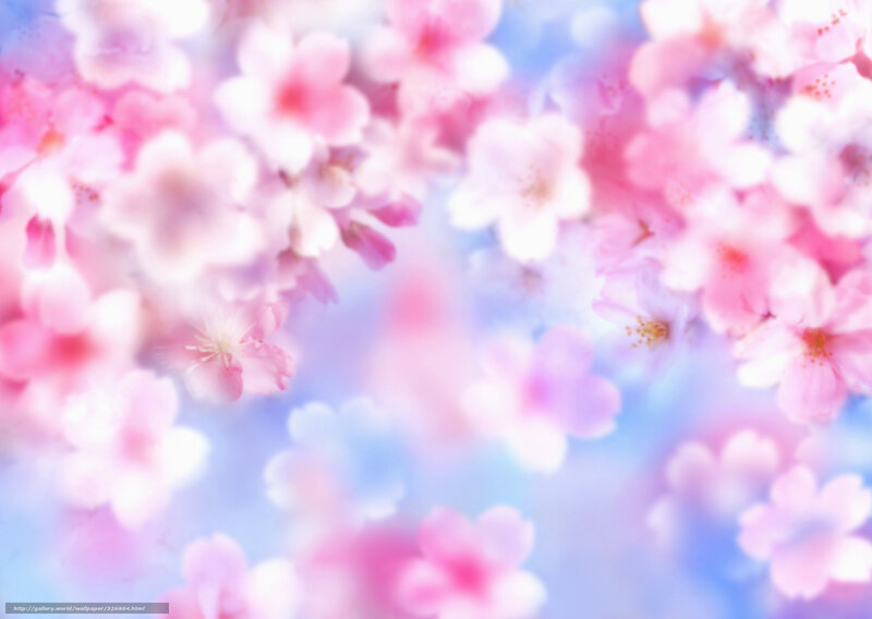 Soft pink cherry blossoms