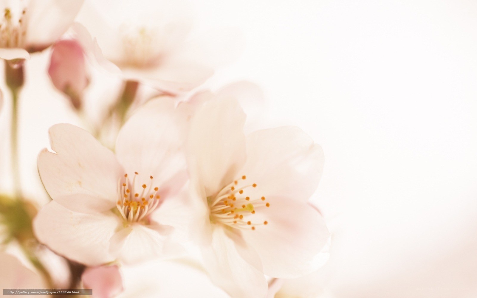 soft pink cherry blossoms