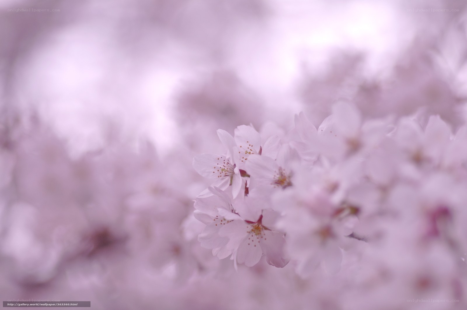 Soft pink cherry blossoms