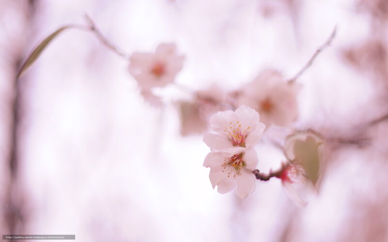 Soft pink cherry blossoms