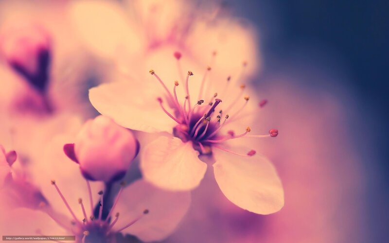 soft pink cherry blossoms
