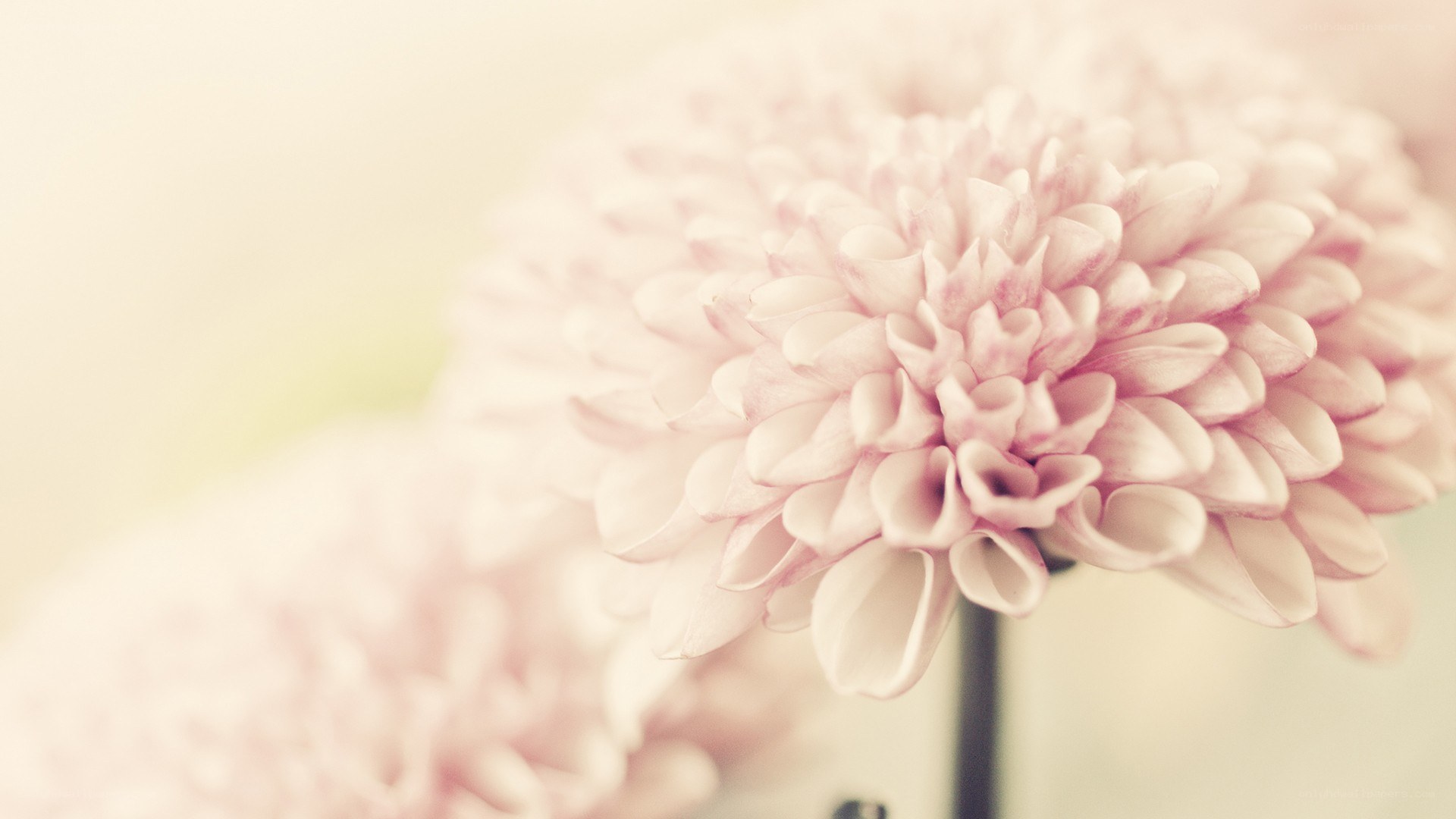 soft pink chrysanthemum bloom