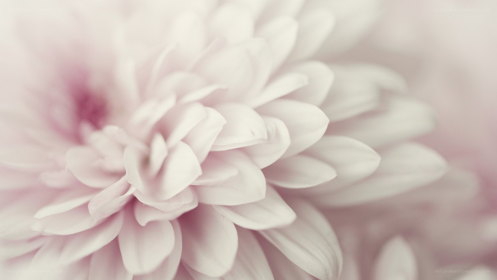 soft pink chrysanthemum close-up
