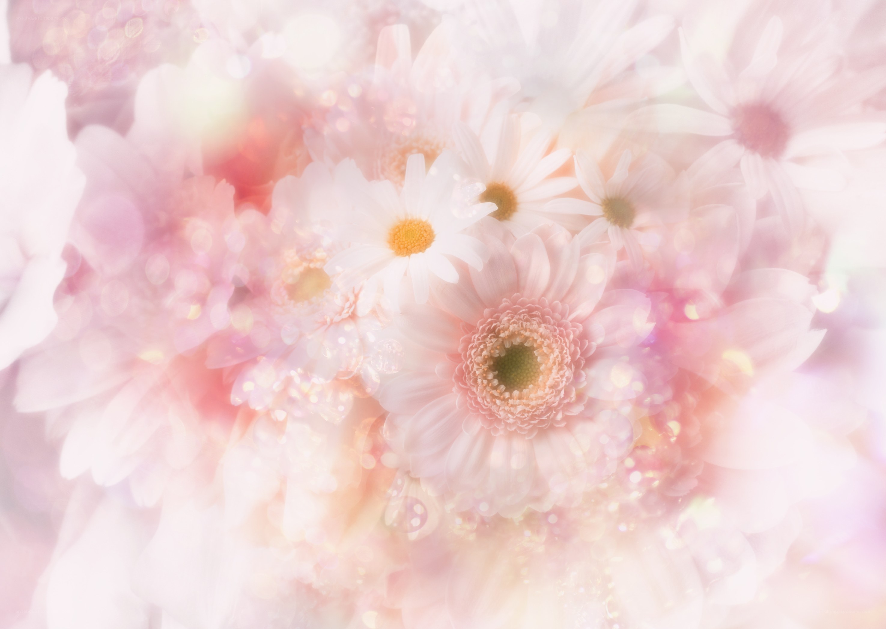 soft pink floral dream