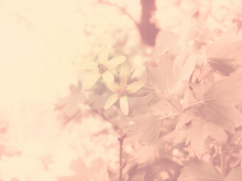 soft pink floral scene