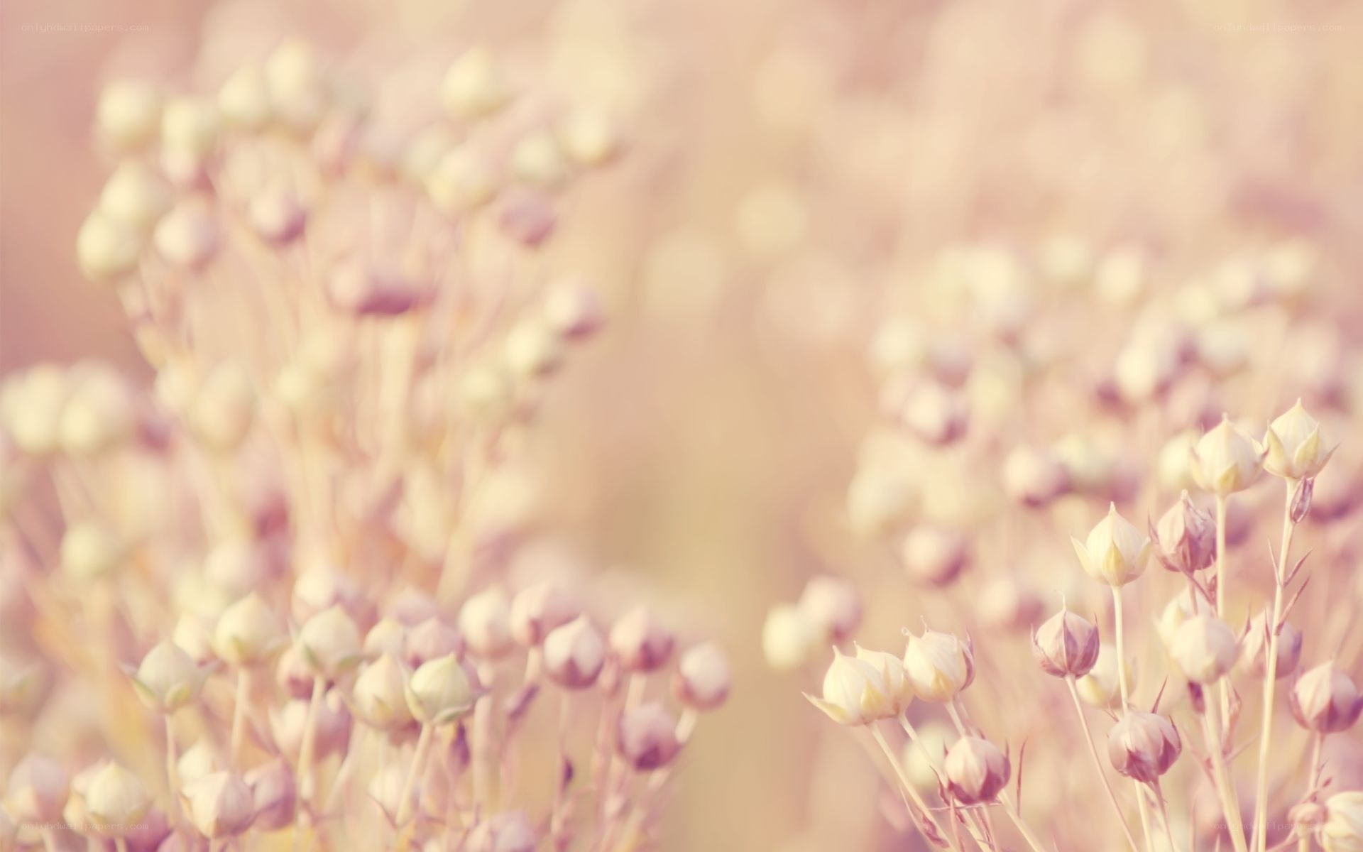 Soft pink flower buds