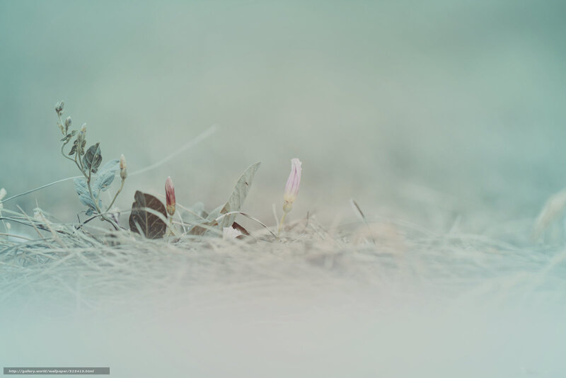 Soft pink flower in grass