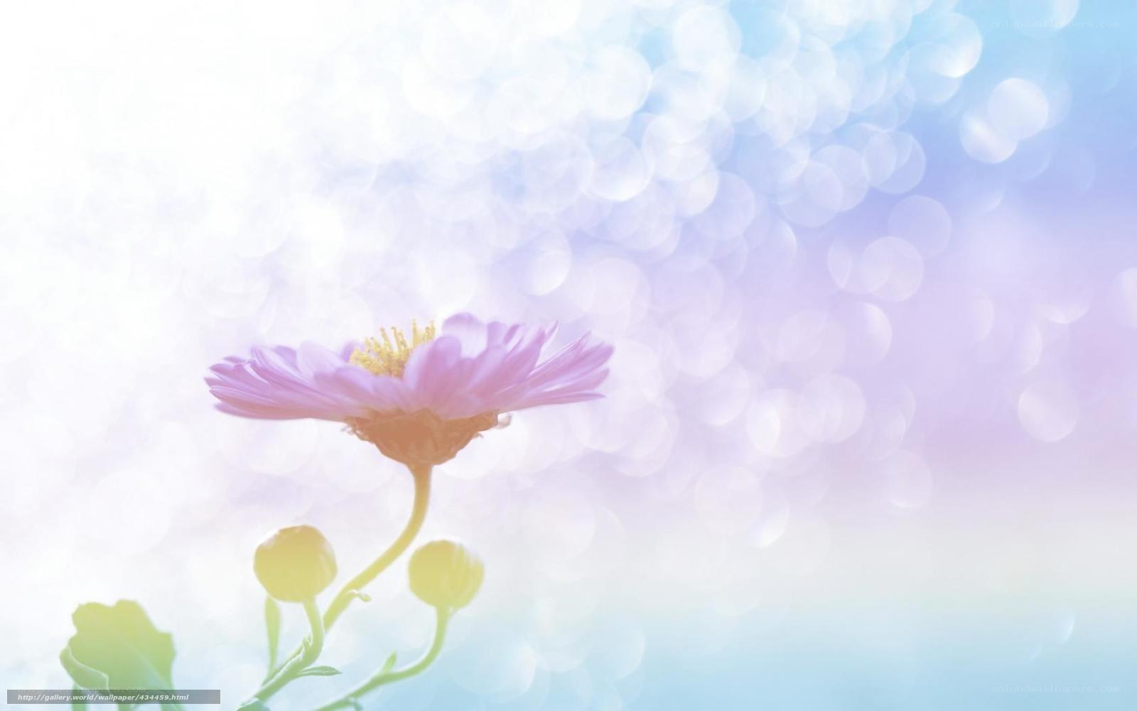 Soft pink flower in sunlight