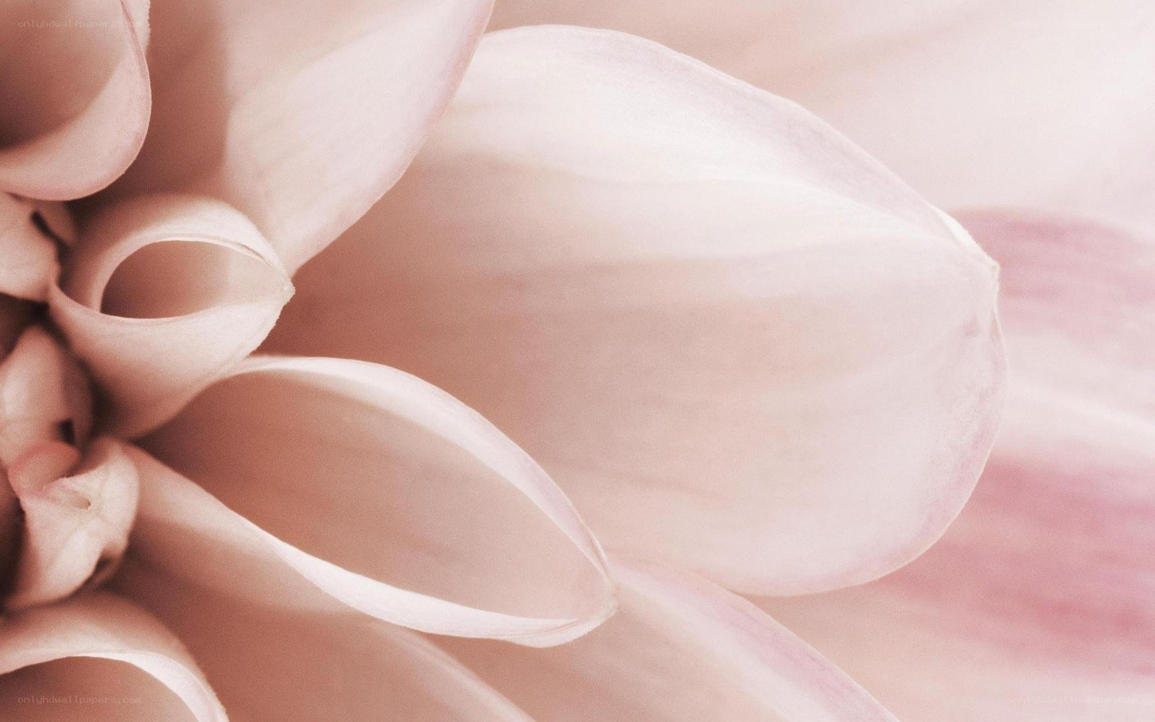 soft pink flower petals
